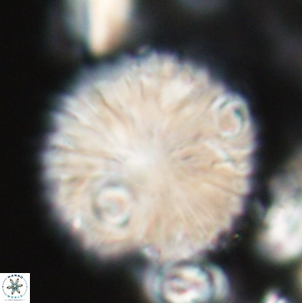 Discoaster delicatus 21496 1