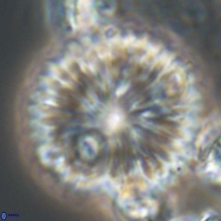 Discoaster delicatus 21499 1
