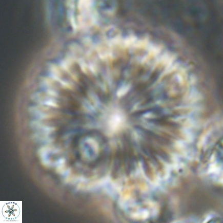 Discoaster delicatus 21499 1