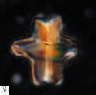 Discoaster diastypus 49299