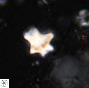 Discoaster diastypus 49361