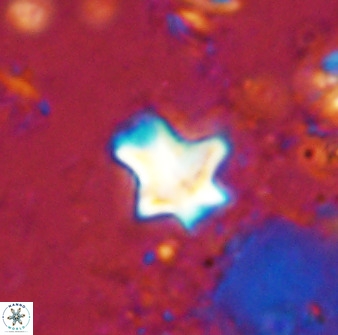 Discoaster diastypus 49362