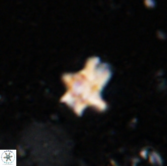 Discoaster diastypus 49363