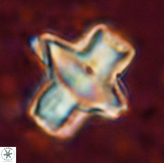 Discoaster diastypus 49301
