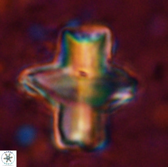 Discoaster diastypus 49302