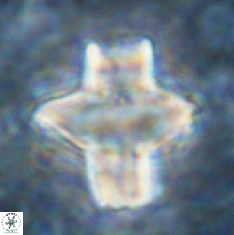 Discoaster diastypus 49308
