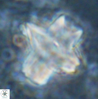 Discoaster diastypus 49309