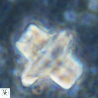 Discoaster diastypus 49310
