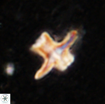 Discoaster diastypus 49489