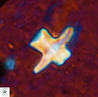 Discoaster diastypus 49490