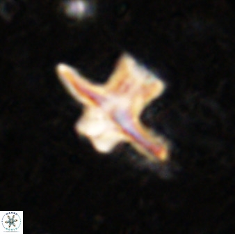 Discoaster diastypus 49493