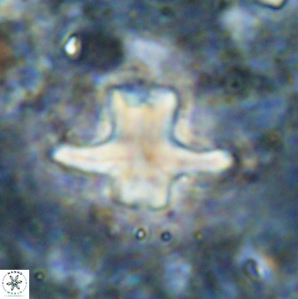 Discoaster diastypus 49496