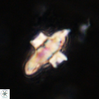 Discoaster disatypus 49400