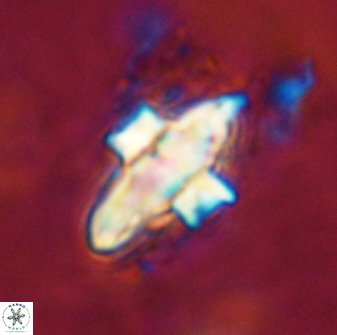 Discoaster disatypus 49401