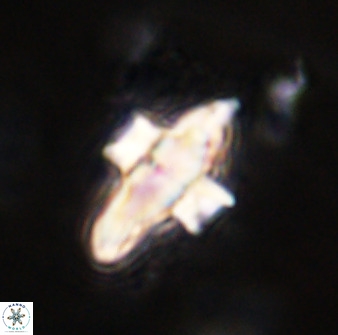 Discoaster disatypus 49403