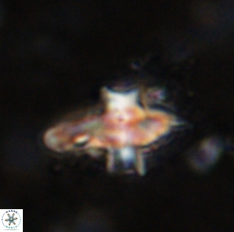 Discoaster disatypus 49404