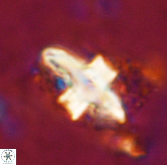 Discoaster disatypus 49406