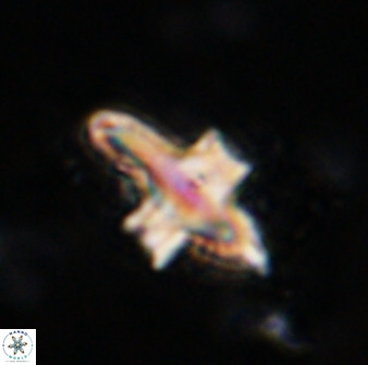 Discoaster disatypus 49407