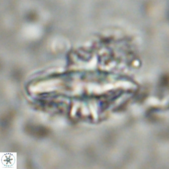 Discoaster disatypus 49409
