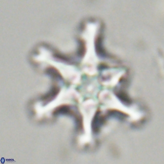 Discoaster diplasiastike 32515