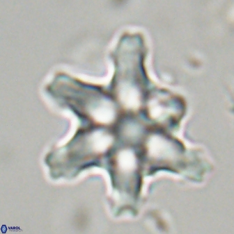 Discoaster diplasiastike 32516