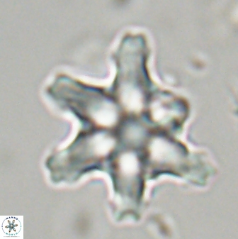 Discoaster diplasiastike 32516