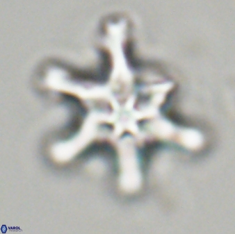 Discoaster diplasiastike 32517