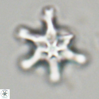 Discoaster diplasiastike 32517
