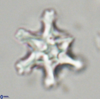 Discoaster diplasiastike 32518