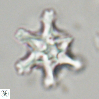 Discoaster diplasiastike 32518