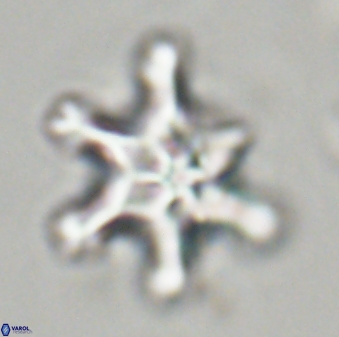 Discoaster diplasiastike 32519