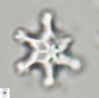 Discoaster diplasiastike 32519