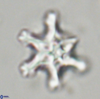 Discoaster diplasiastike 32520