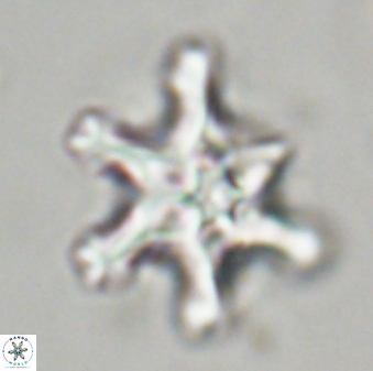 Discoaster diplasiastike 32520