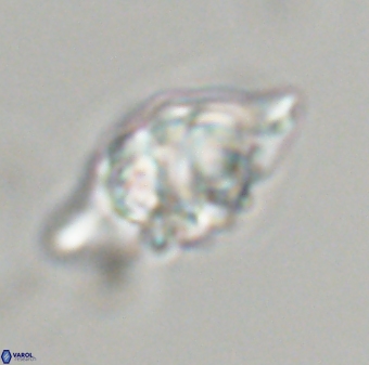 Discoaster diplasiastike 32521