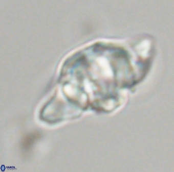 Discoaster diplasiastike 32522