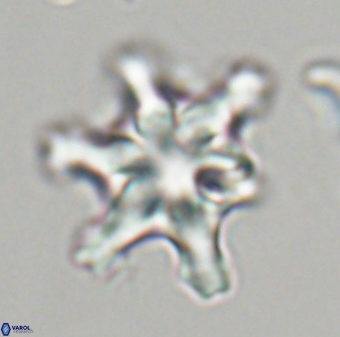 Discoaster diplasiastike 32523