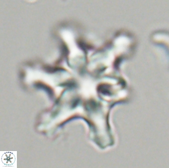 Discoaster diplasiastike 32523