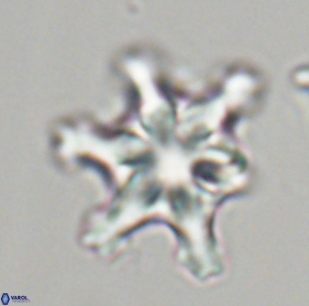 Discoaster diplasiastike 32524