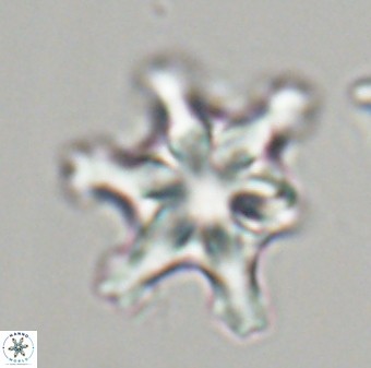 Discoaster diplasiastike 32524