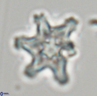 Discoaster diplasiastike 32525