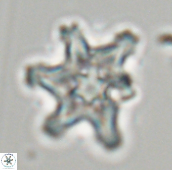 Discoaster diplasiastike 32525
