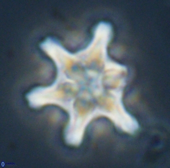 Discoaster diplasiastike 32527