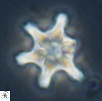 Discoaster diplasiastike 32527