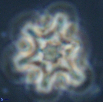 Discoaster diplasiastike 32528