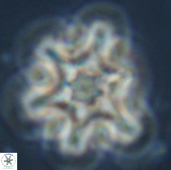 Discoaster diplasiastike 32528