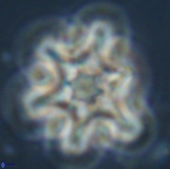 Discoaster diplasiastike 32529