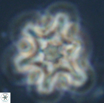 Discoaster diplasiastike 32529