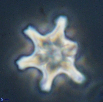 Discoaster diplasiastike 32530