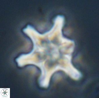 Discoaster diplasiastike 32530